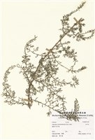 藏品(天門冬)的圖片